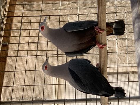 10 mins ago san jose south. . Pigeons for sale in california craigslist